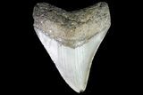Bargain, Megalodon Tooth - North Carolina #76295-1